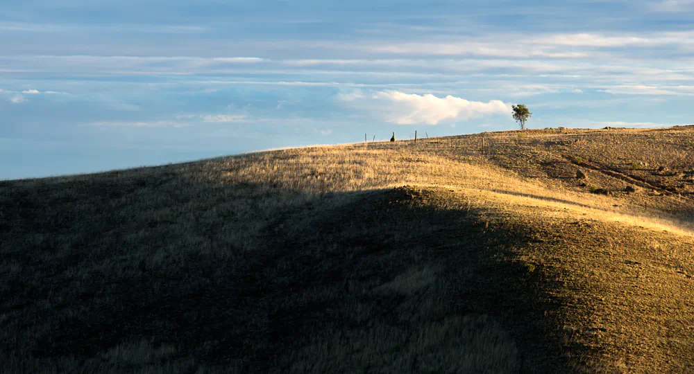 tree on a hill